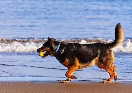 Apartament Westhof-4 *